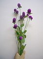 Gomphrena globosa Rose Neon